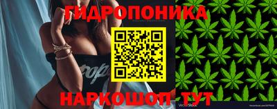 стаф Кингисепп